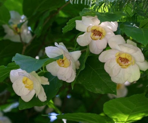 Kielichowiec chiński Calycanthus chinensis