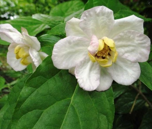 Kielichowiec chiński Calycanthus chinensis
