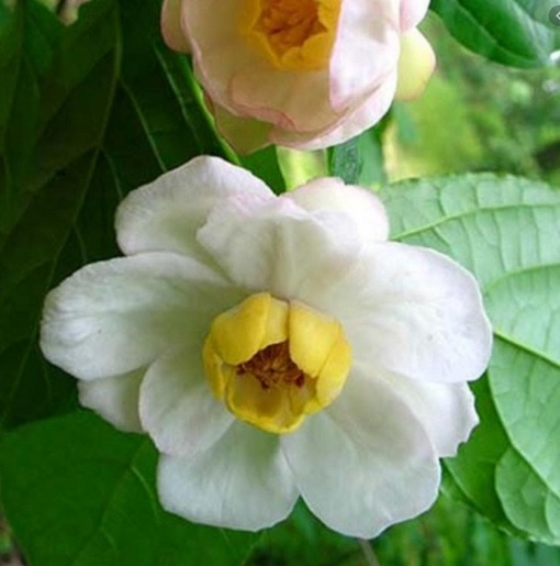 Kielichowiec chiński Calycanthus chinensis