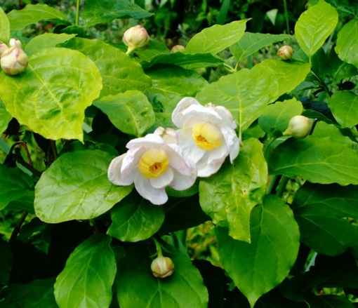 Kielichowiec chiński Calycanthus chinensis