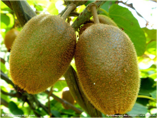 Kiwi mini jadalne pyszne doniczkowe