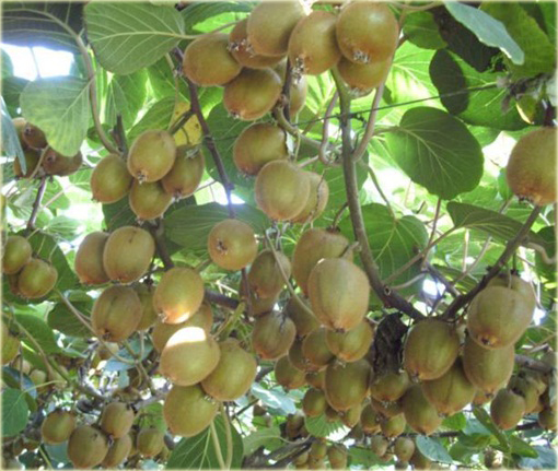 Kiwi mini jadalne pyszne doniczkowe