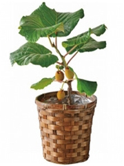 Kiwi mini jadalne pyszne doniczkowe