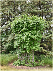 Kiwi prawdziwe zielone jadalne pyszne! Agrest chiński