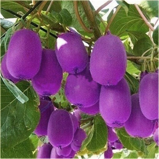 Kiwi purpurowe serce jadalne