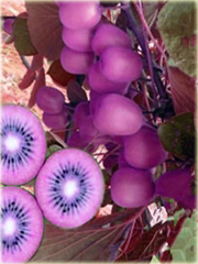 Kiwi purpurowe serce jadalne