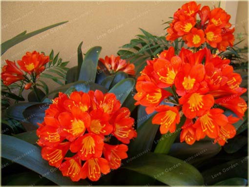 Kliwia doniczkowa piękność czerwona