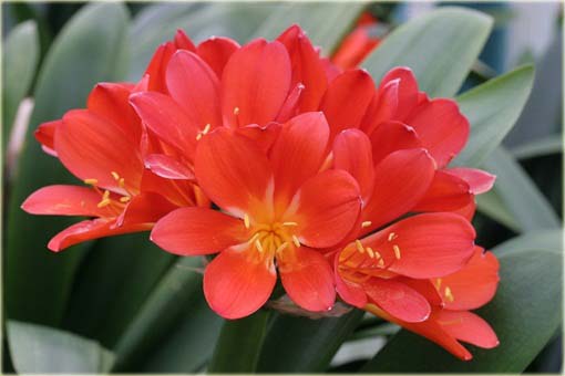 Kliwia doniczkowa piękność czerwona