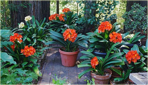 Kliwia doniczkowa piękność czerwona