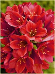 Kliwia doniczkowa piękność czerwona
