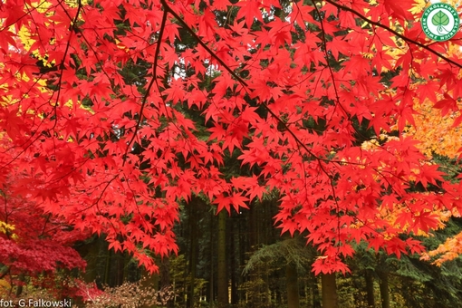 Klon czerwony Acer rubrum