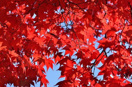 Klon czerwony Acer rubrum