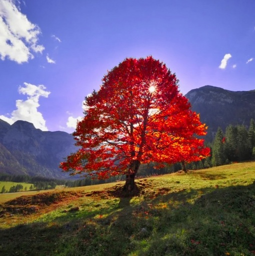 Klon czerwony Acer rubrum