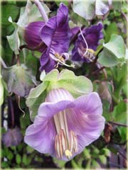 Kobea pnąca pnącze pięknie kwitnące, sępota pnąca 