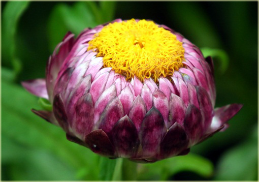 Kocanka ogrodowa mix