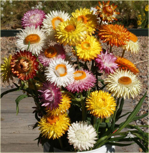 Kocanka ogrodowa mix