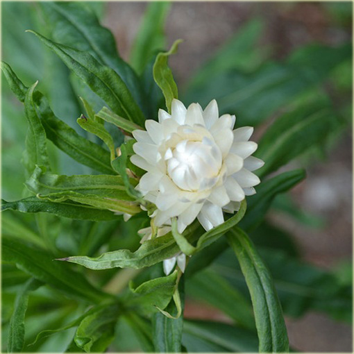 Kocanka ogrodowa mix