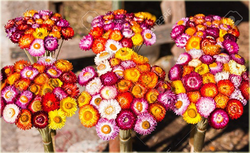 Kocanka ogrodowa mix