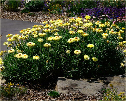 Kocanka ogrodowa mix