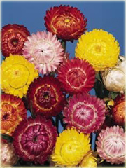 Kocanka ogrodowa mix