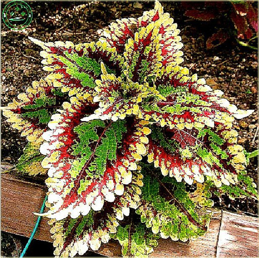 Koleus niezwykłe kolory mix Coleus