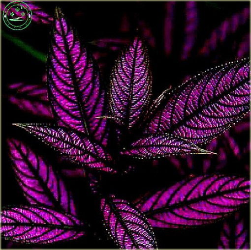 Koleus niezwykłe kolory mix Coleus