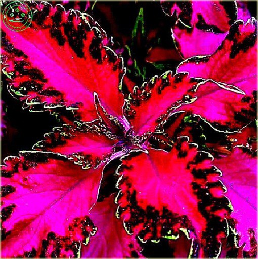 Koleus niezwykłe kolory mix Coleus