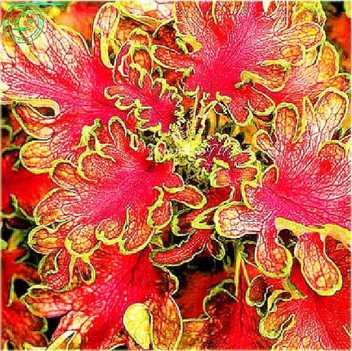 Koleus niezwykłe kolory mix Coleus