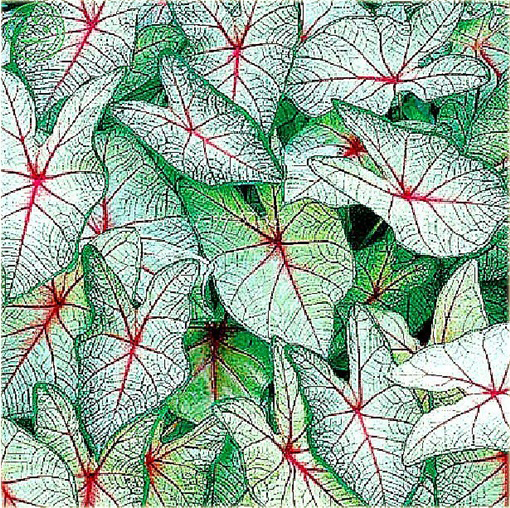 Koleus niezwykłe kolory mix Coleus