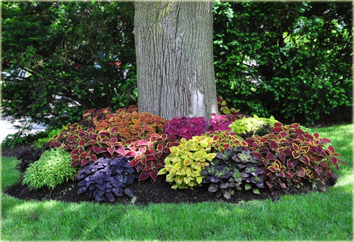 Koleus niezwykłe kolory mix Coleus