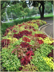 Koleus niezwykłe kolory mix Coleus
