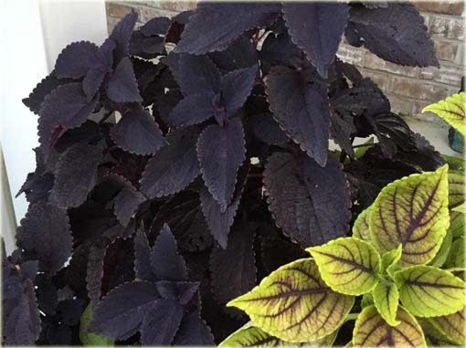 Koleus doniczkowy czarny Coleus black
