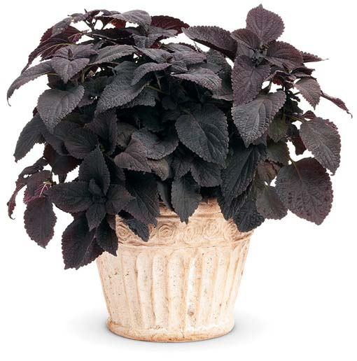Koleus doniczkowy czarny Coleus black