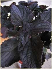 Koleus doniczkowy czarny Coleus black
