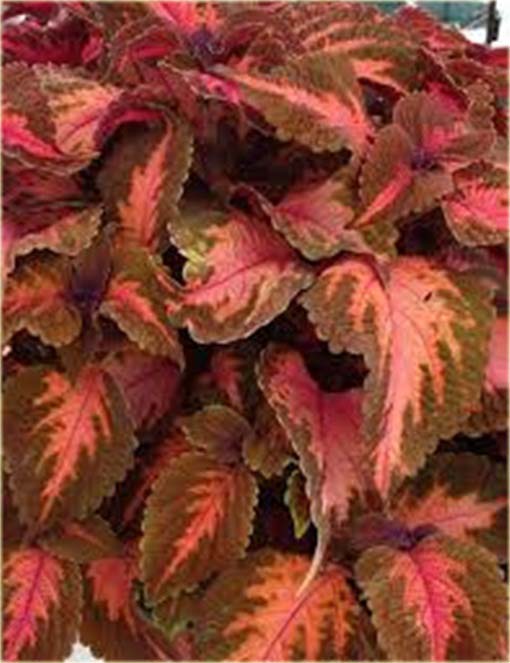 Koleus doniczkowy czerwono-brązowy Coleus red brown
