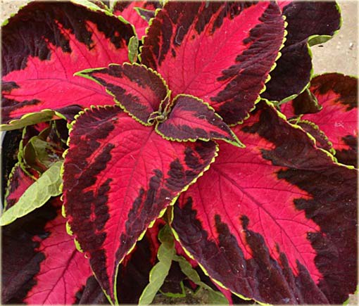 Koleus doniczkowy czerwono-brązowy Coleus red brown