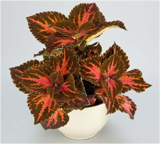 Koleus doniczkowy czerwono-brązowy Coleus red brown