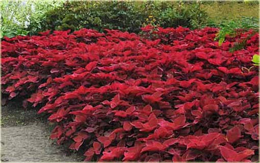 Koleus doniczkowy czerwono-brązowy Coleus red brown
