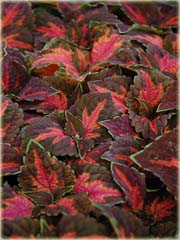 Koleus doniczkowy czerwono-brązowy Coleus red brown
