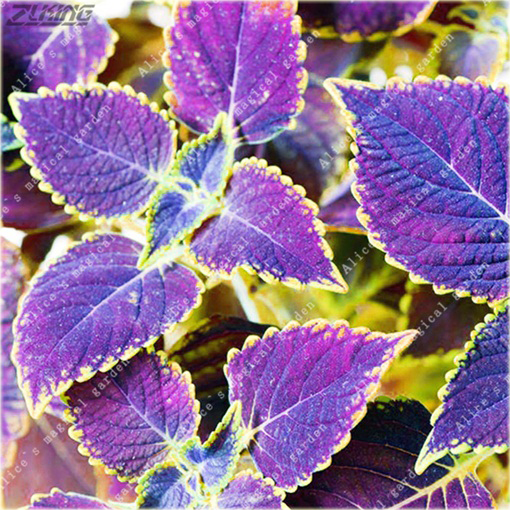 Koleus doniczkowy niebieski Coleus blue