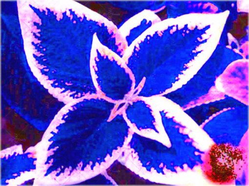 Koleus doniczkowy niebieski Coleus blue