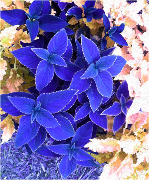 Koleus doniczkowy niebieski Coleus blue