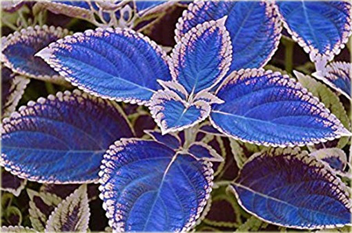 Koleus doniczkowy niebieski Coleus blue