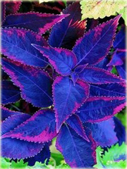 Koleus doniczkowy niebieski Coleus blue
