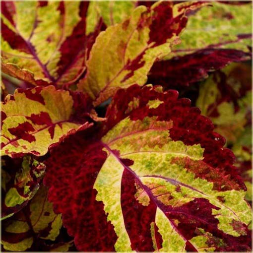 Koleus doniczkowy żółto-czerwony Coleus