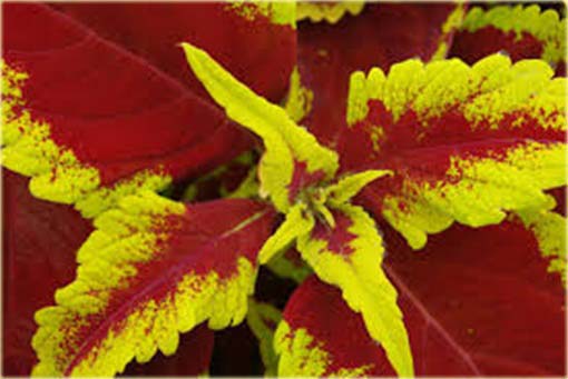Koleus doniczkowy żółto-czerwony Coleus