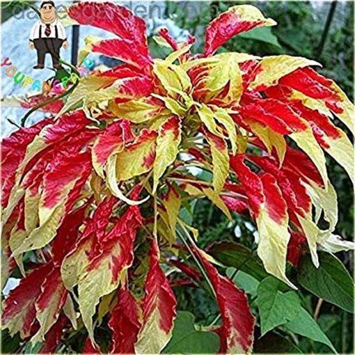 Koleus doniczkowy żółto-czerwony Coleus