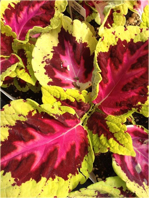 Koleus doniczkowy żółto-czerwony Coleus