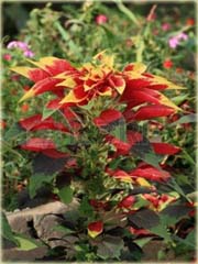 Koleus doniczkowy żółto-czerwony Coleus
