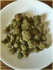 Konopie zielone medyczne
